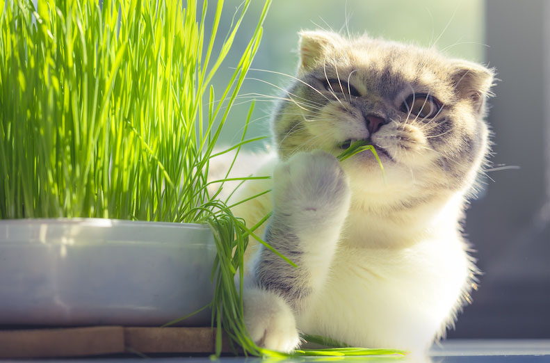 cattobello_sortiment Unser Sortiment: Katzengras